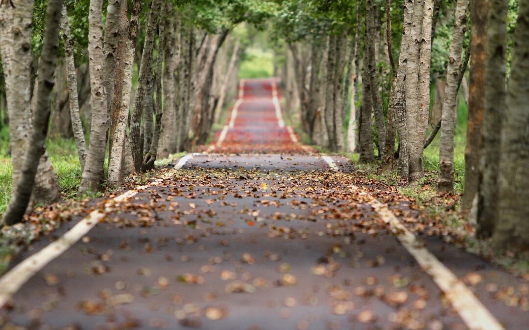 road through trees