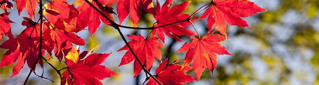 Autumn Statement 2023